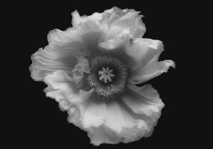 Poppy in Mono by Lotte Gr&oslash;nkj&aelig;r Framed Print - USTAD HOME