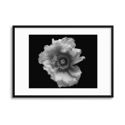 Poppy in Mono by Lotte Gr&oslash;nkj&aelig;r Framed Print - USTAD HOME