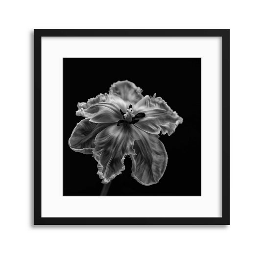 Parrot Tulip by Lotte Gr&oslash;nkj&aelig;r Framed Print - USTAD HOME