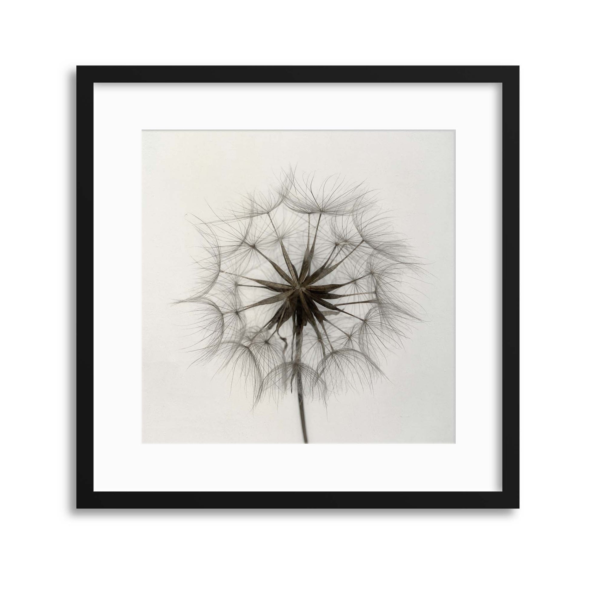 Tragopogon by Lotte Gr&oslash;nkj&aelig;r Framed Print - USTAD HOME