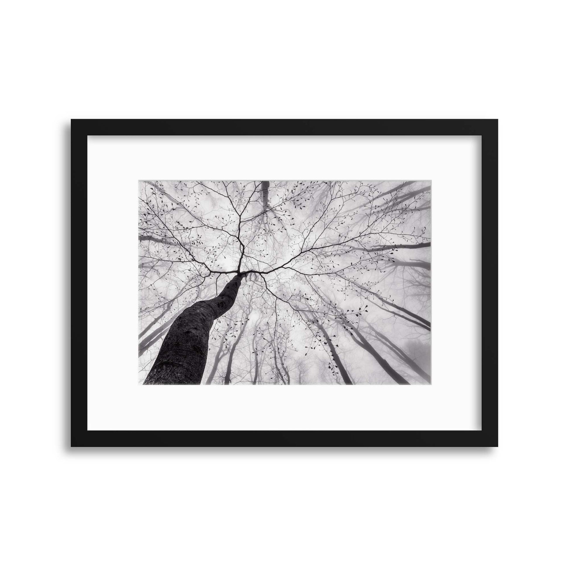 A View of the Tree Crown by Tom Pavlasek Framed Print - USTAD HOME