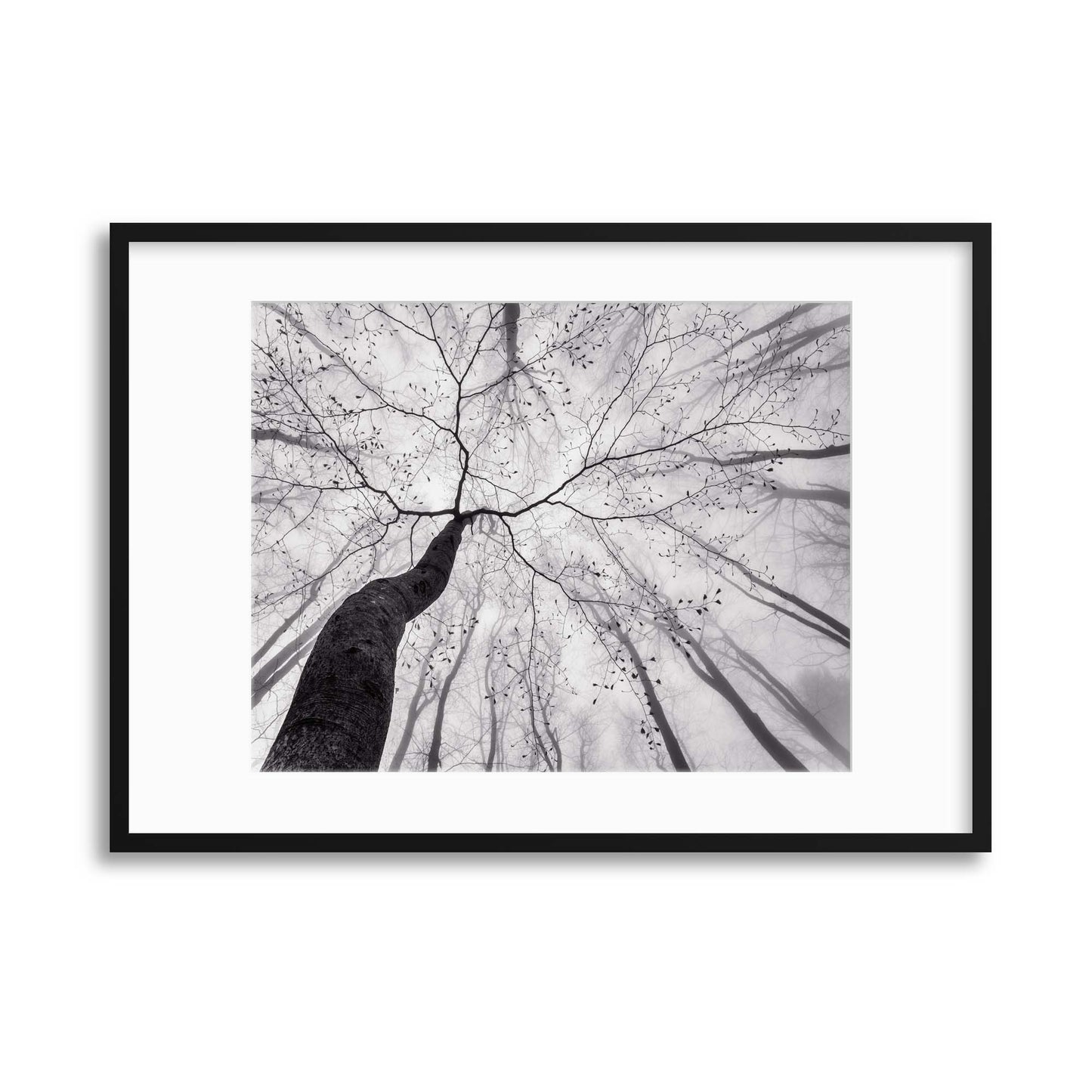 A View of the Tree Crown by Tom Pavlasek Framed Print - USTAD HOME