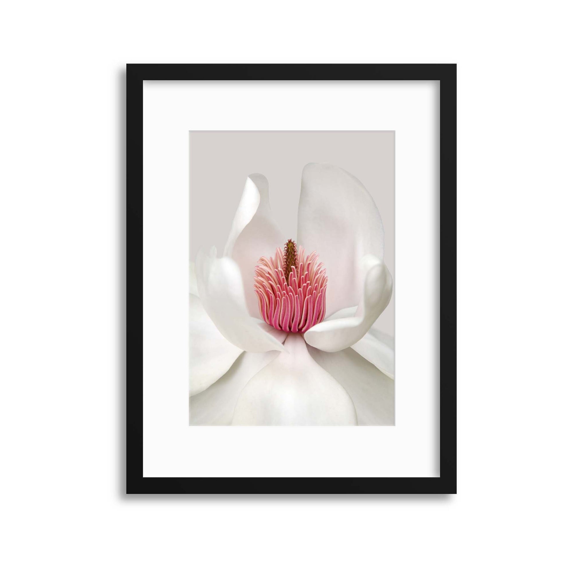 Magnolia by Brian Haslam Framed Print - USTAD HOME