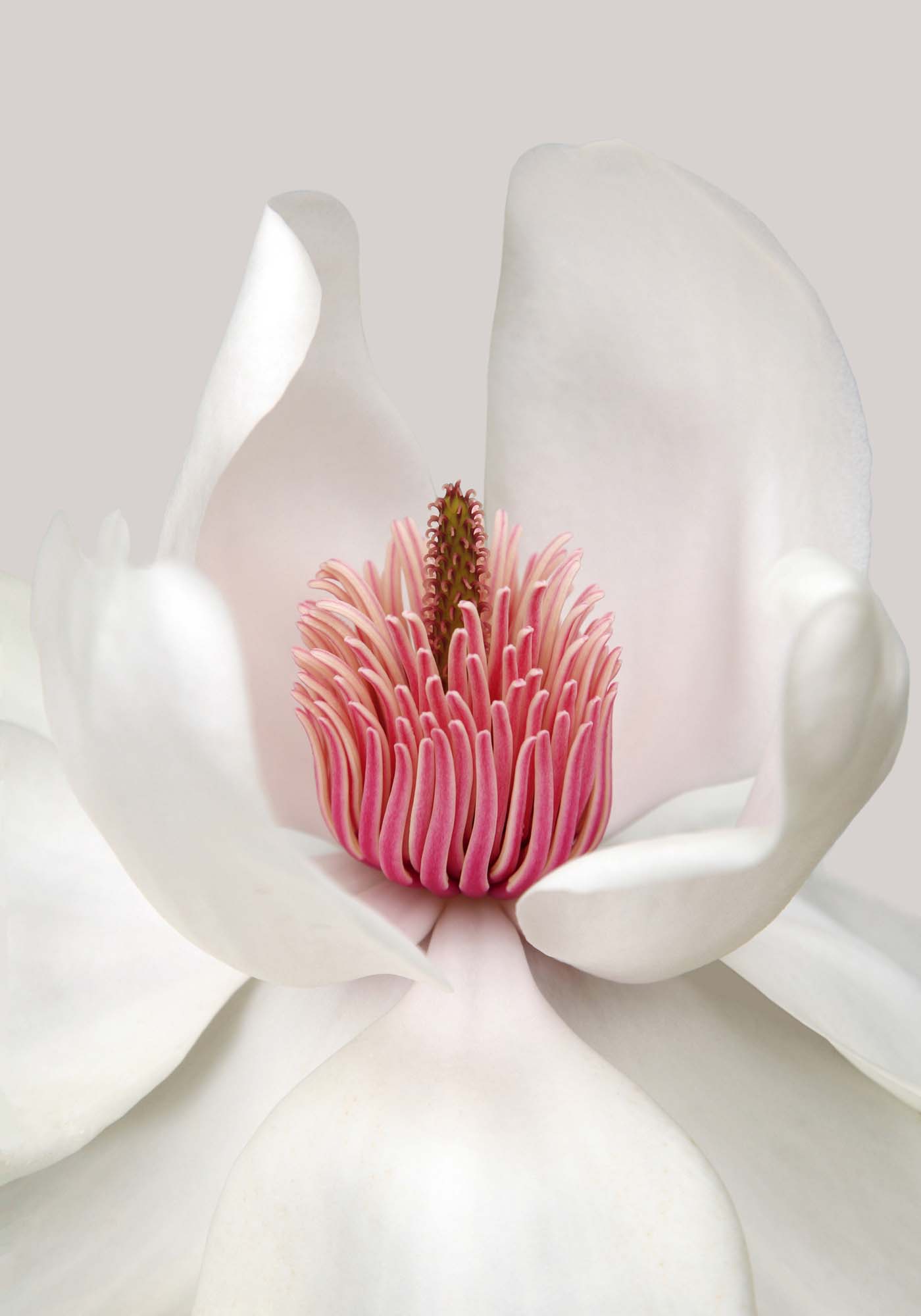 Magnolia by Brian Haslam Framed Print - USTAD HOME