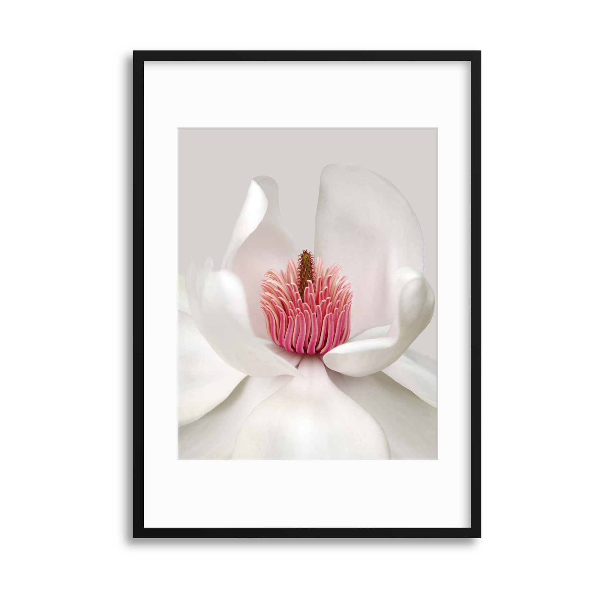 Magnolia by Brian Haslam Framed Print - USTAD HOME