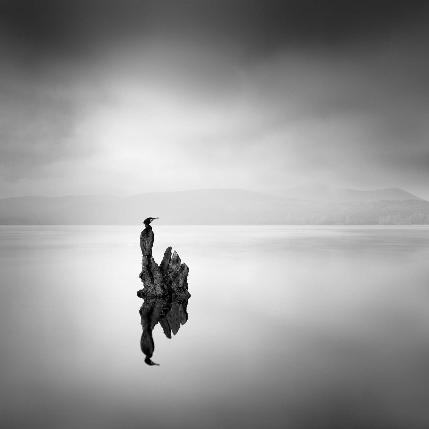 Cormorant 02 by George Digalakis Framed Print - USTAD HOME
