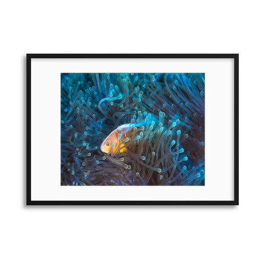 Skunk Clownfish by Barathieu Gabriel Framed Print - USTAD HOME