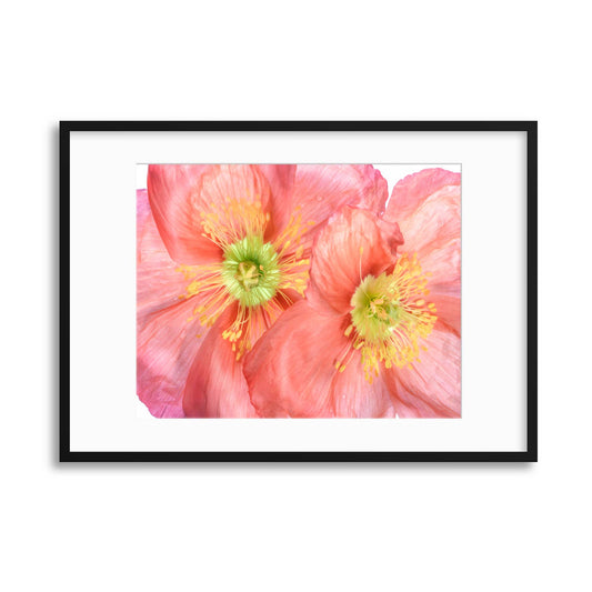 Papaver by Mandy Disher Framed Print - USTAD HOME