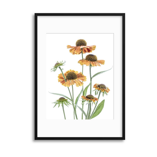 Helenium by Mandy Disher Framed Print - USTAD HOME