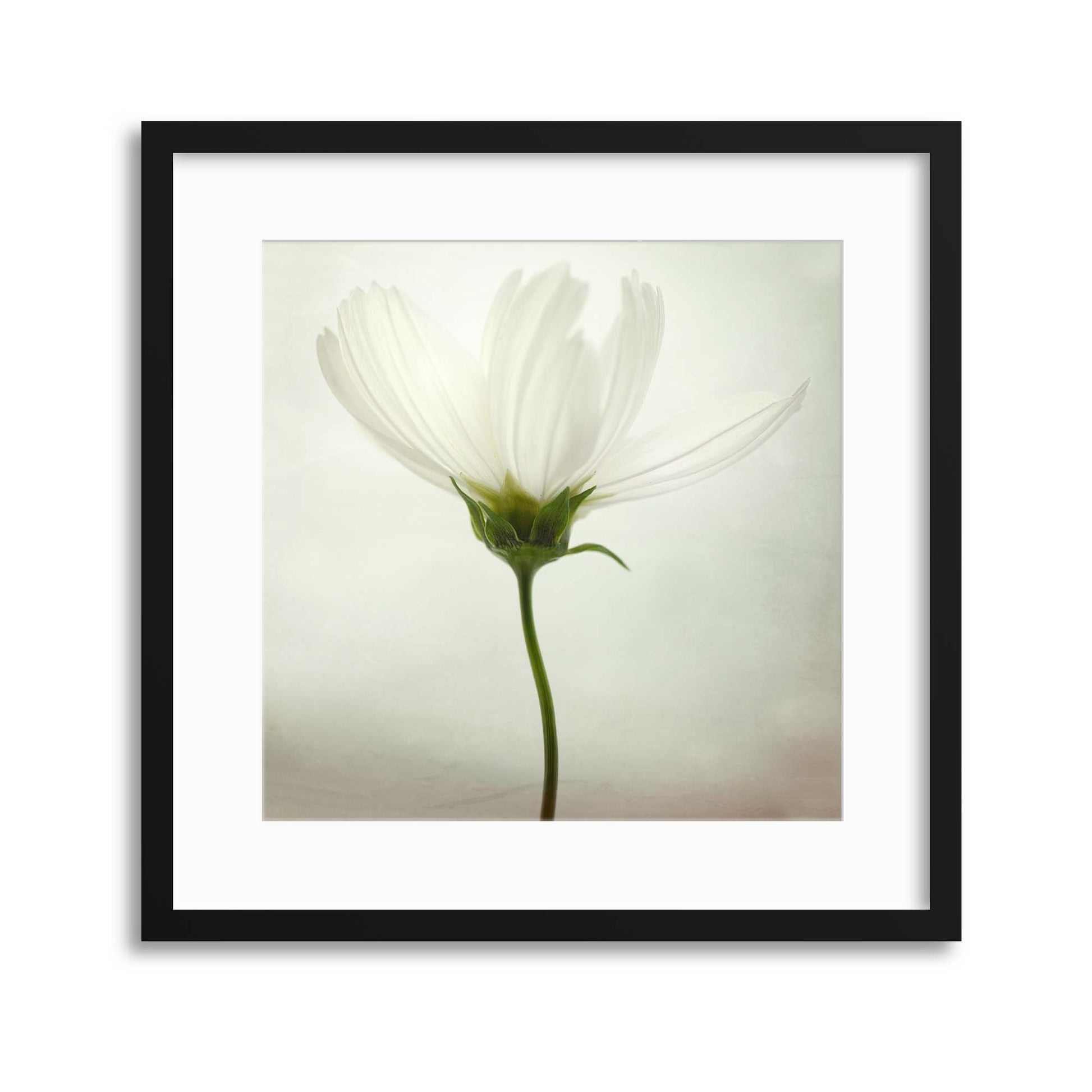 White cosmos by Lotte Gr&oslash;nkj&aelig;r Framed Print - USTAD HOME