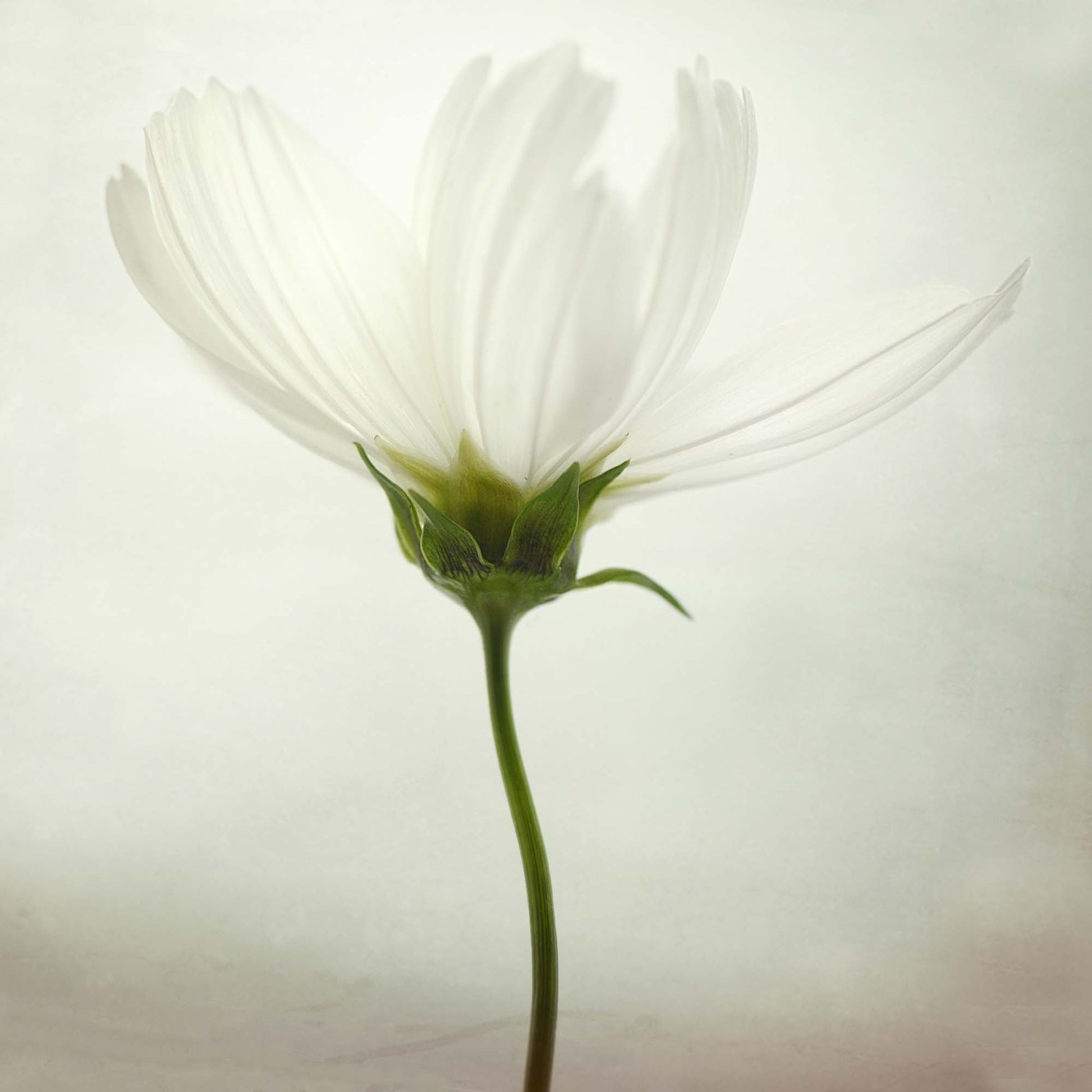 White cosmos by Lotte Gr&oslash;nkj&aelig;r Framed Print - USTAD HOME