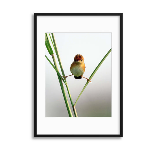 Kung Fu Master by Lina Gunawan Framed Print - USTAD HOME