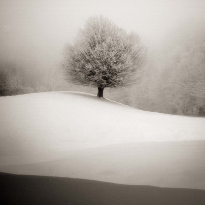 Winter Degradee by S.C. Framed Print - USTAD HOME