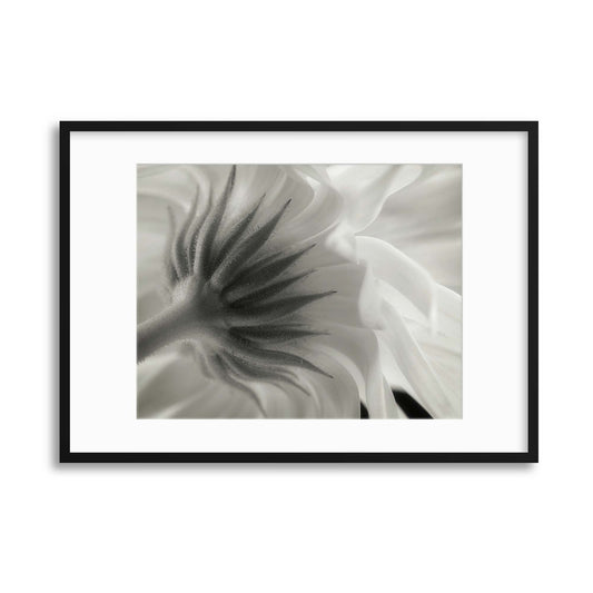 Calendula by Lotte Gr&oslash;nkj&aelig;r Framed Print - USTAD HOME