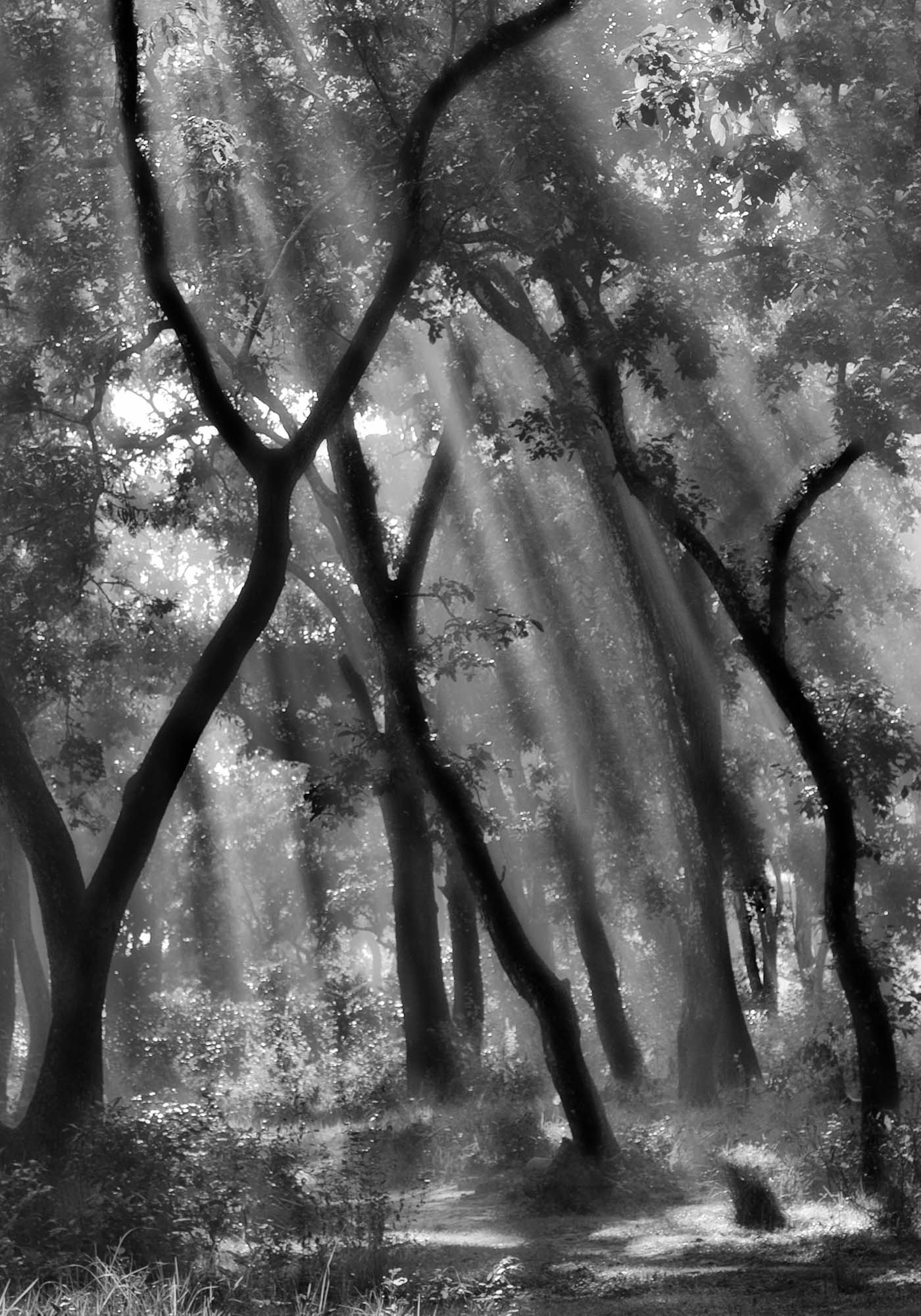 Enchanted Forest ... by Yvette Depaepe Framed Print - USTAD HOME
