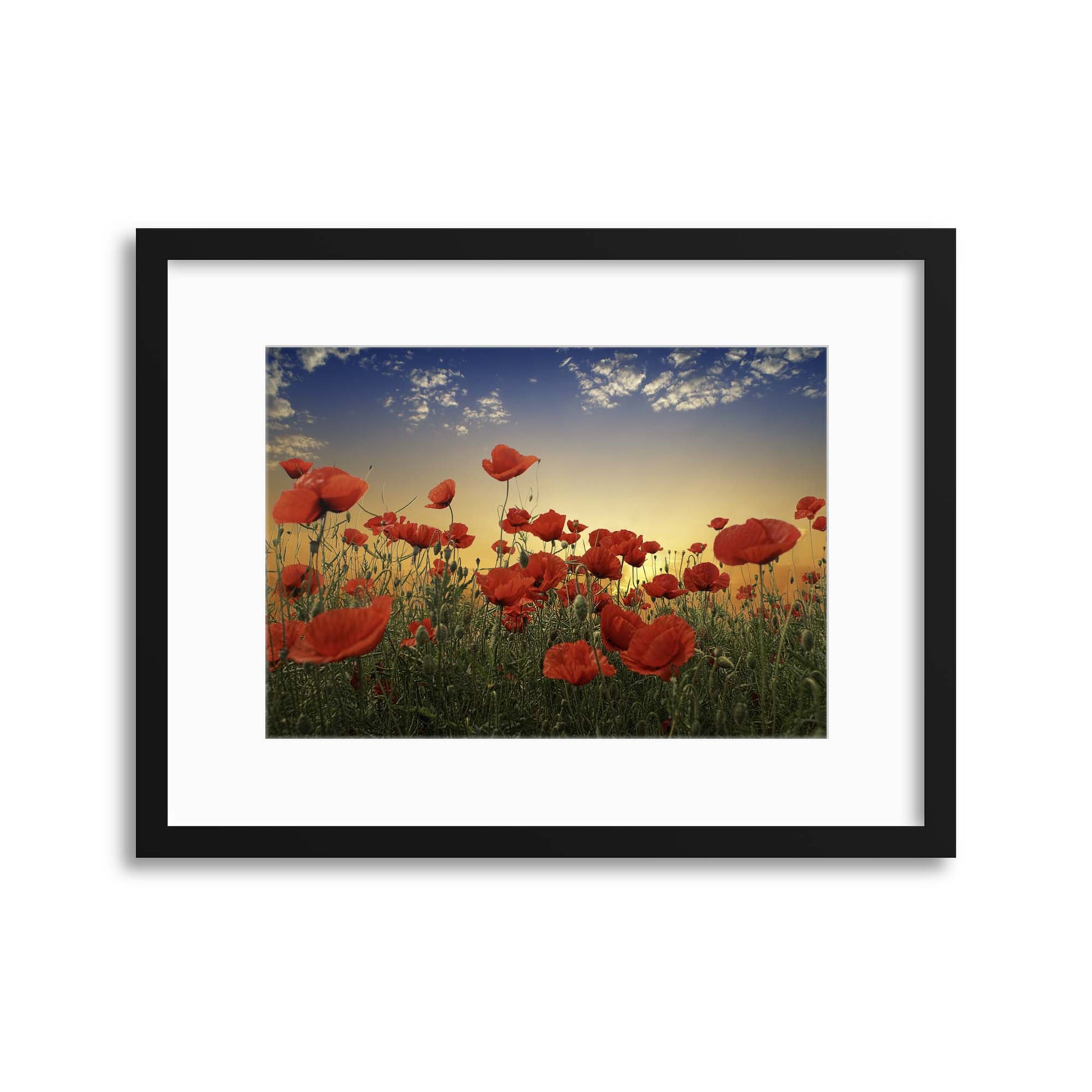 Poppies by Albena Markova Framed Print - USTAD HOME