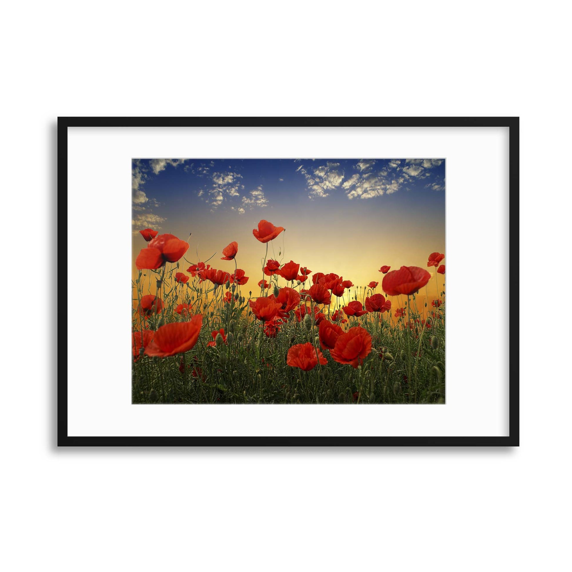 Poppies by Albena Markova Framed Print - USTAD HOME