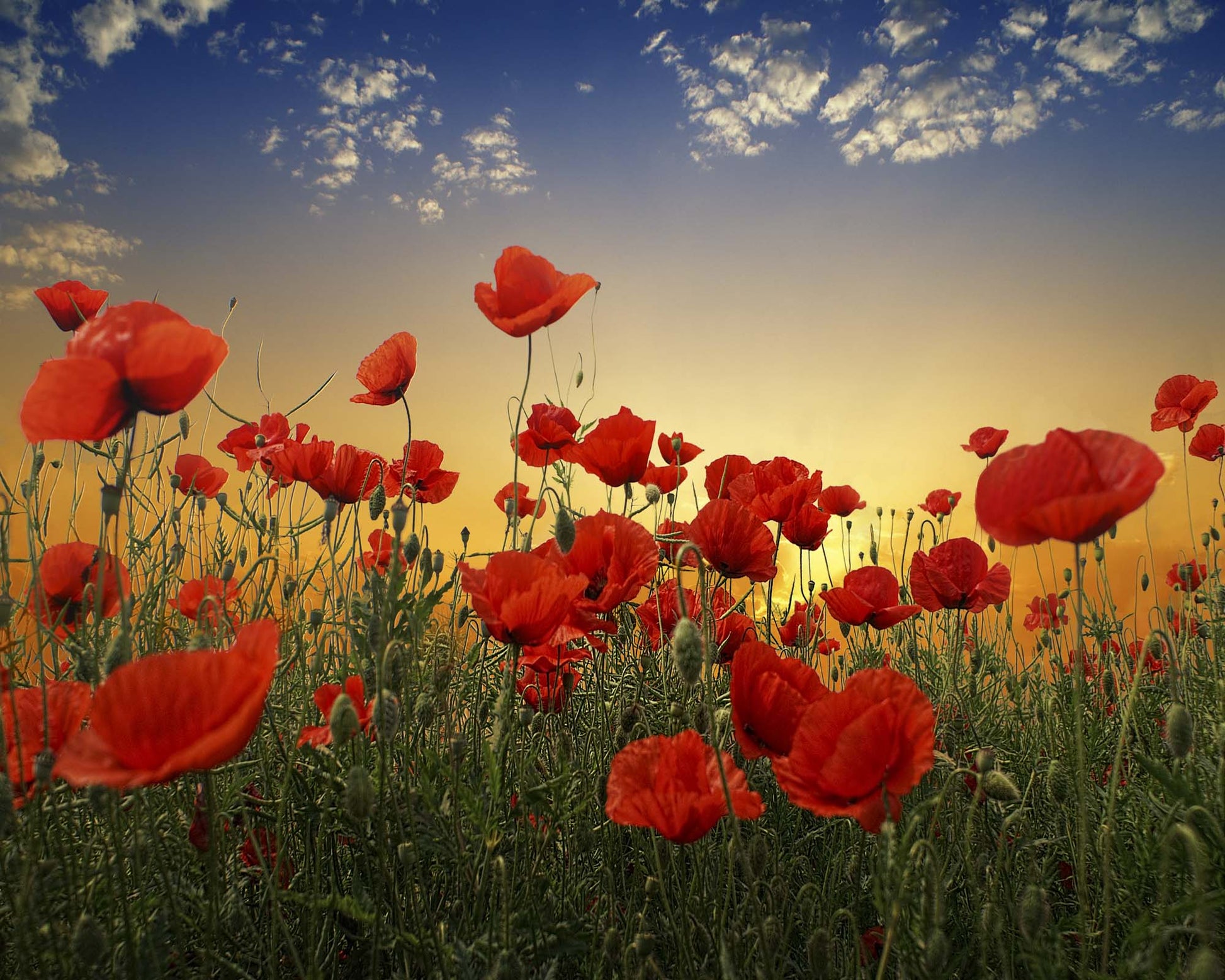 Poppies by Albena Markova Framed Print - USTAD HOME