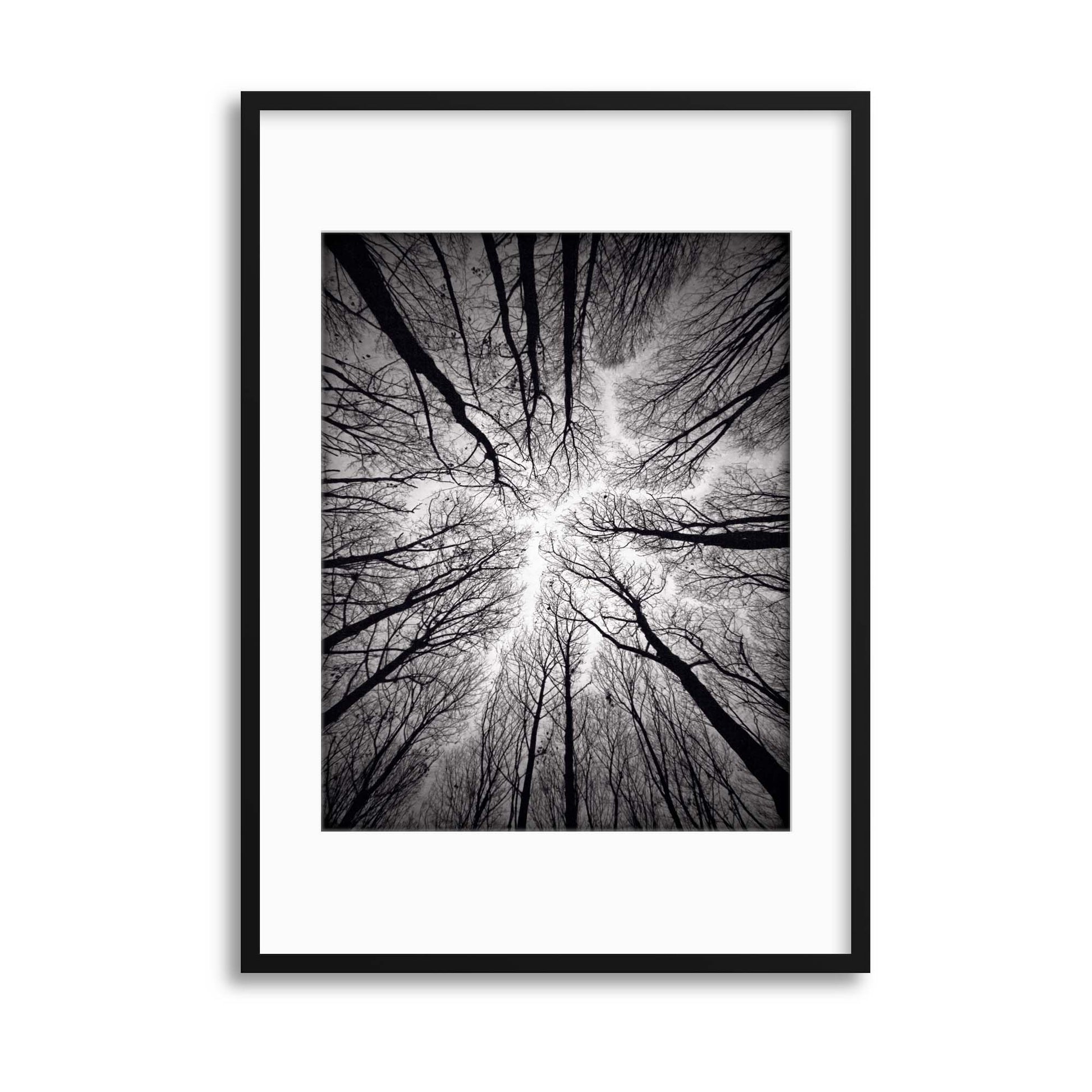 Circulatory System of the Forest by Alexandru Popovski Framed Print - USTAD HOME