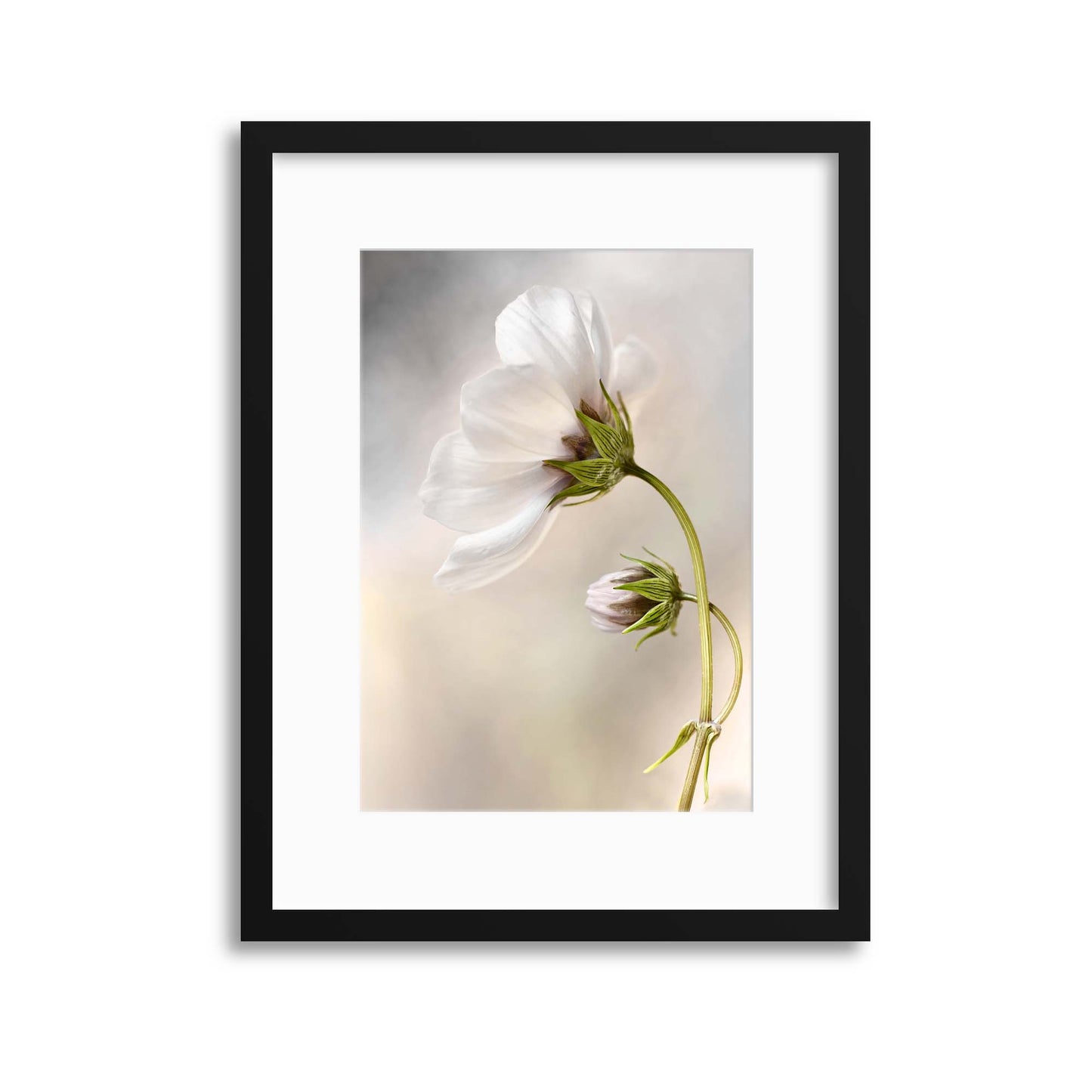 Heavenly Cosmos by Mandy Disher Framed Print - USTAD HOME