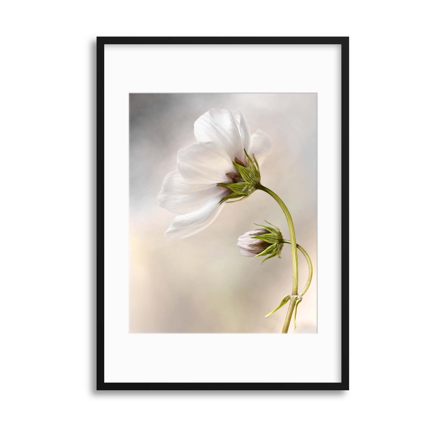 Heavenly Cosmos by Mandy Disher Framed Print - USTAD HOME