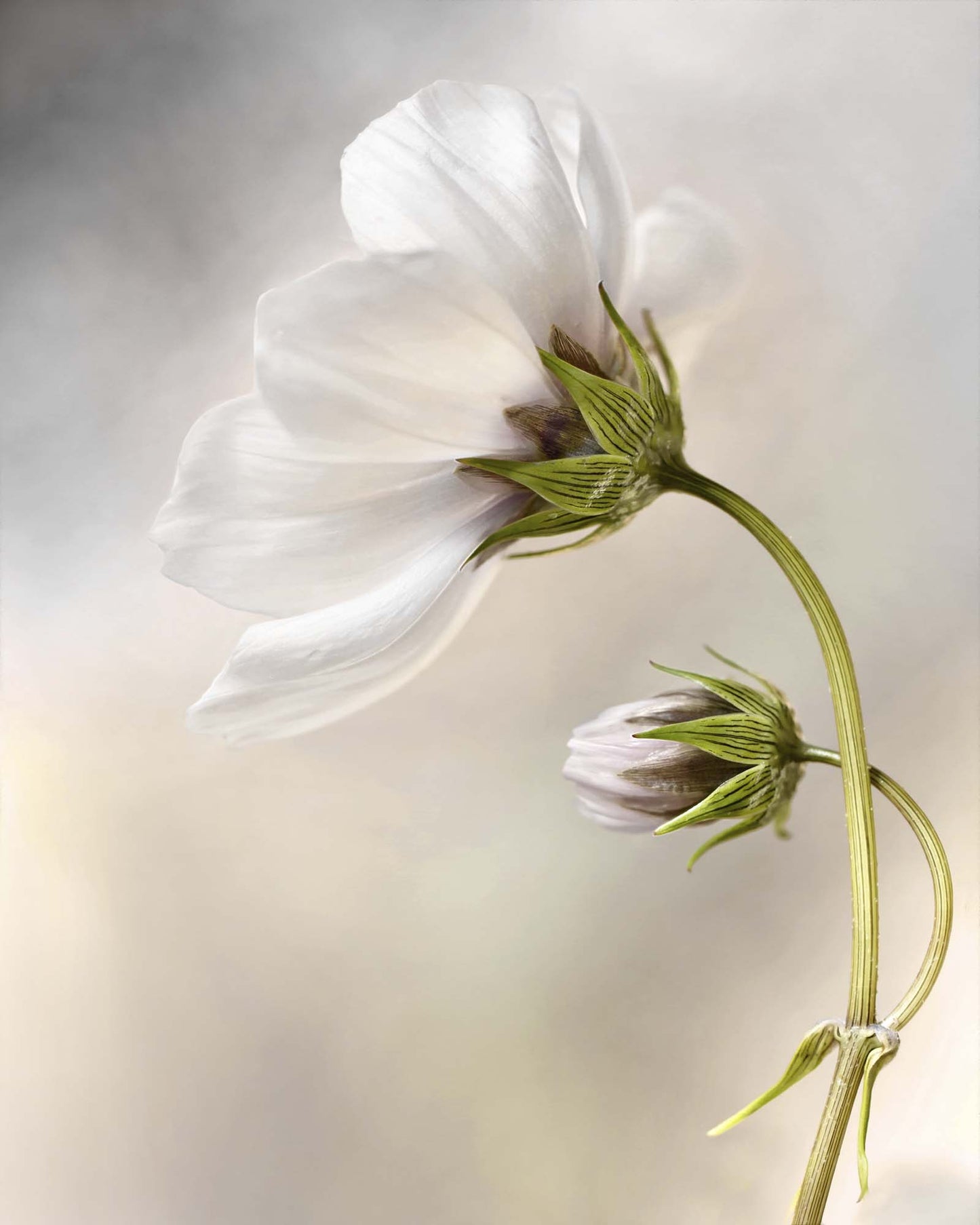 Heavenly Cosmos by Mandy Disher Framed Print - USTAD HOME