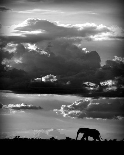 He walks under an African Sky by WildPhotoArt Framed Print - USTAD HOME