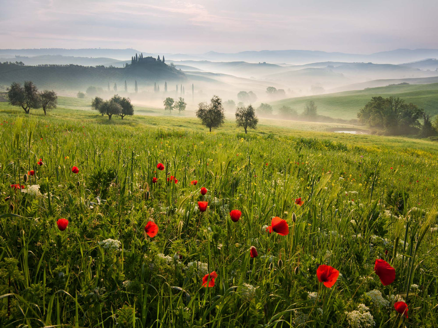 Tuscan Spring by Daniel &#344;e&#345;icha Canvas Print - USTAD HOME