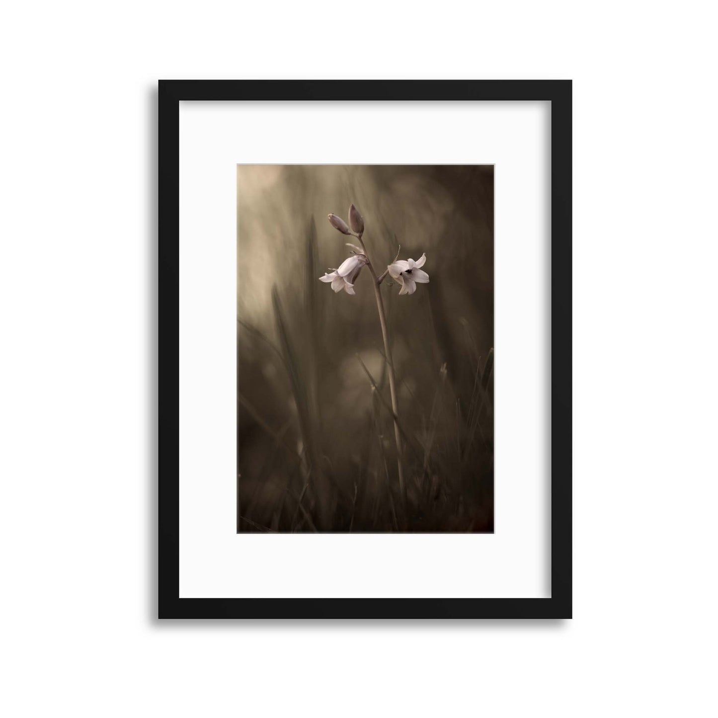 A Small Flower on the Ground by Allan Wallberg Framed Print - USTAD HOME