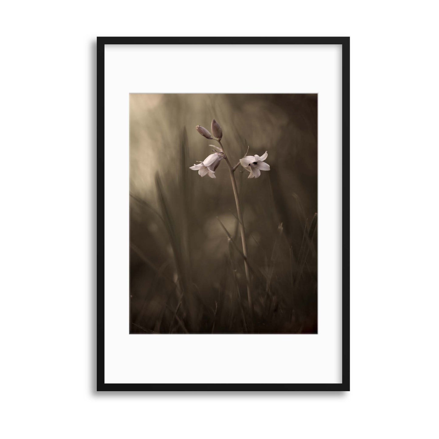 A Small Flower on the Ground by Allan Wallberg Framed Print - USTAD HOME