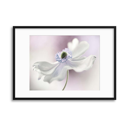 Anemone Breeze by Mandy Disher Framed Print - USTAD HOME