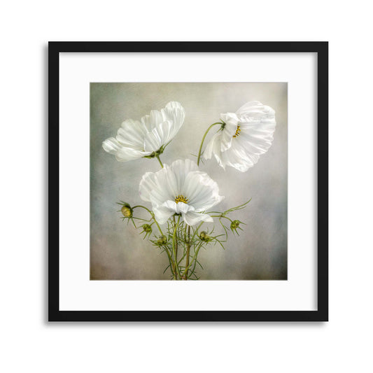 Cosmos Charm by Mandy Disher Framed Print - USTAD HOME