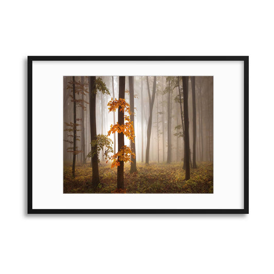 In November Light by Nicolas Schumacher Framed Print - USTAD HOME