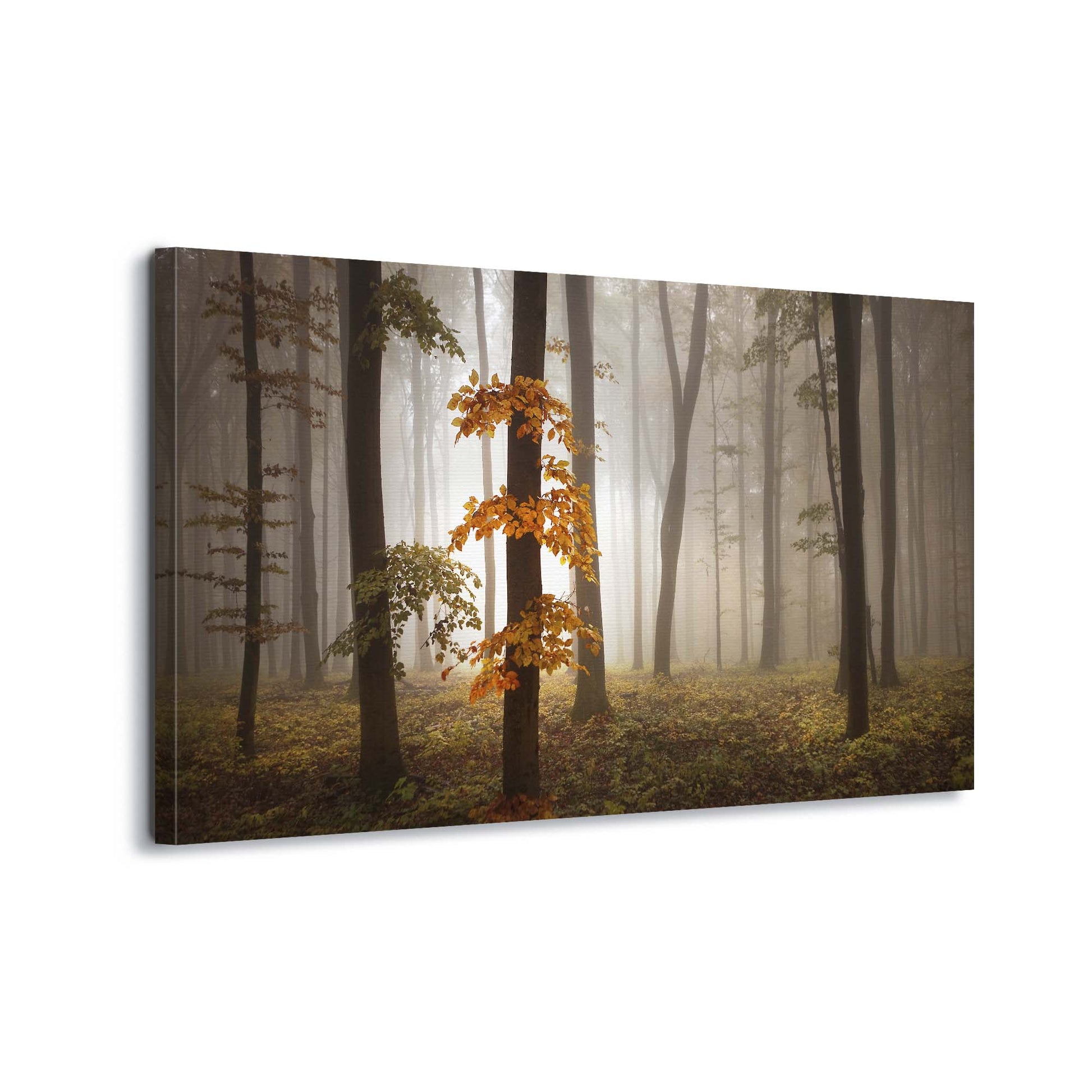 In November Light by Nicolas Schumacher Canvas Print - USTAD HOME