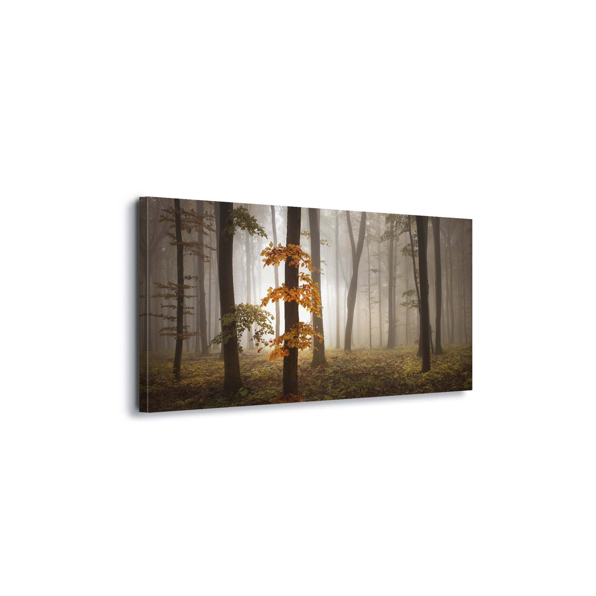 In November Light by Nicolas Schumacher Canvas Print - USTAD HOME