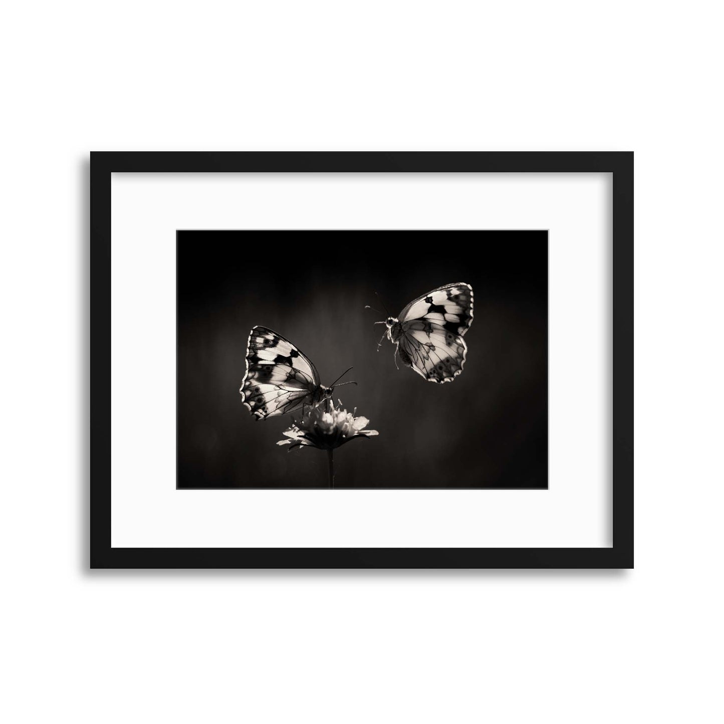 Medioluto by Jimmy Hoffman Framed Print - USTAD HOME