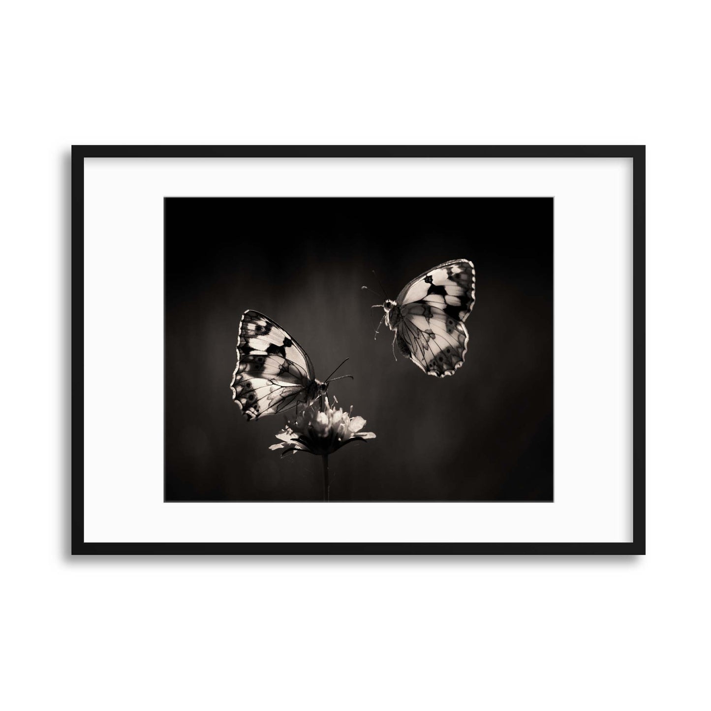 Medioluto by Jimmy Hoffman Framed Print - USTAD HOME