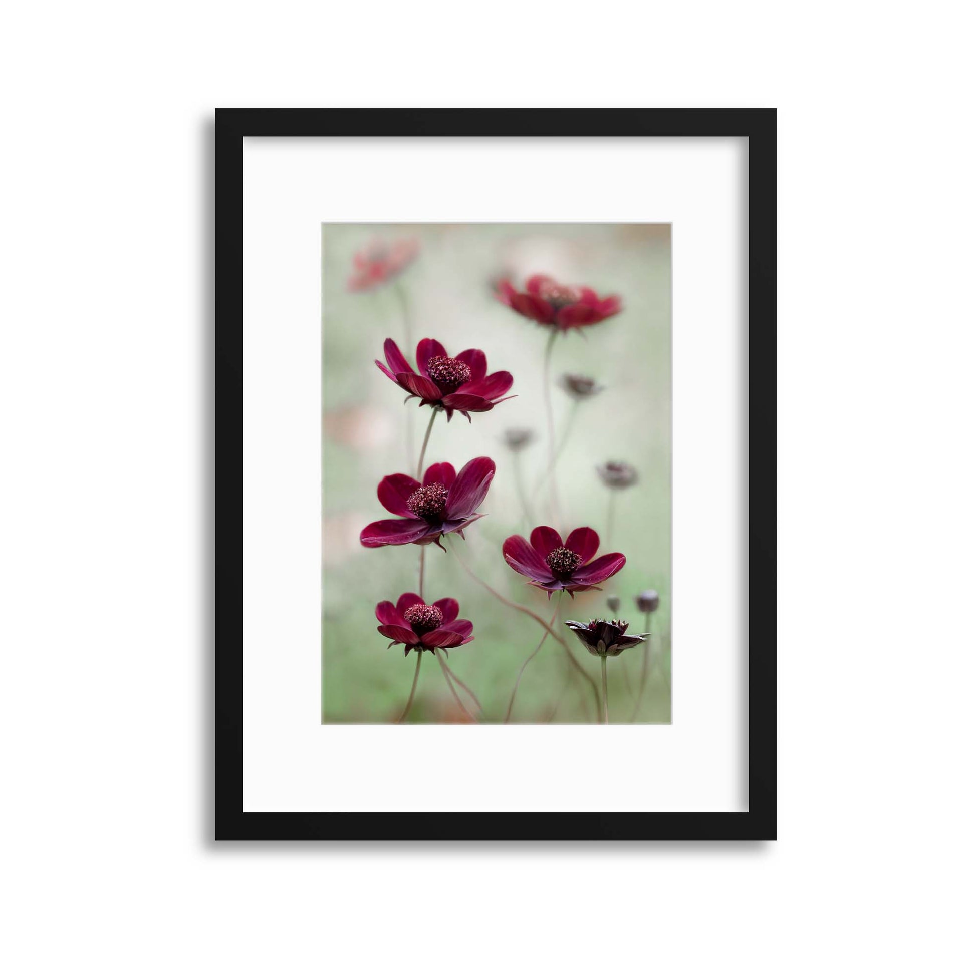 Cosmos Sway by Mandy Disher Framed Print - USTAD HOME