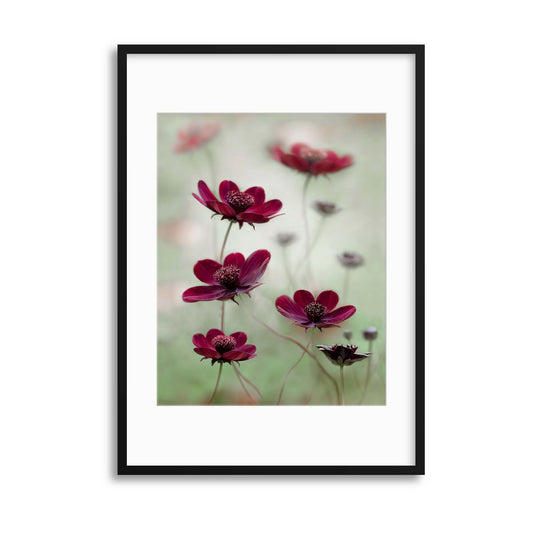 Cosmos Sway by Mandy Disher Framed Print - USTAD HOME