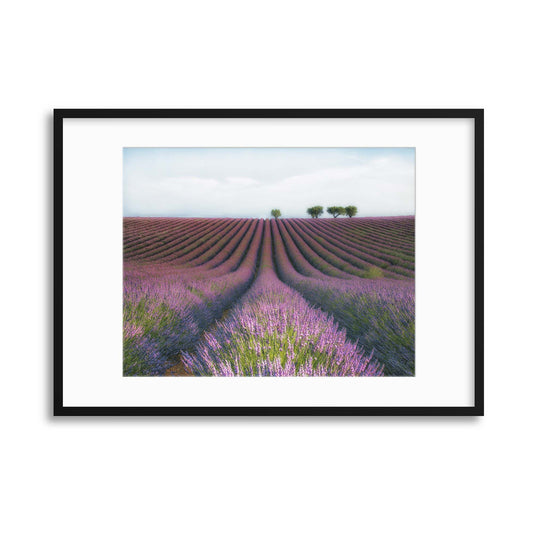 Velours de Lavender by Margarita Chernilova Framed Print - USTAD HOME