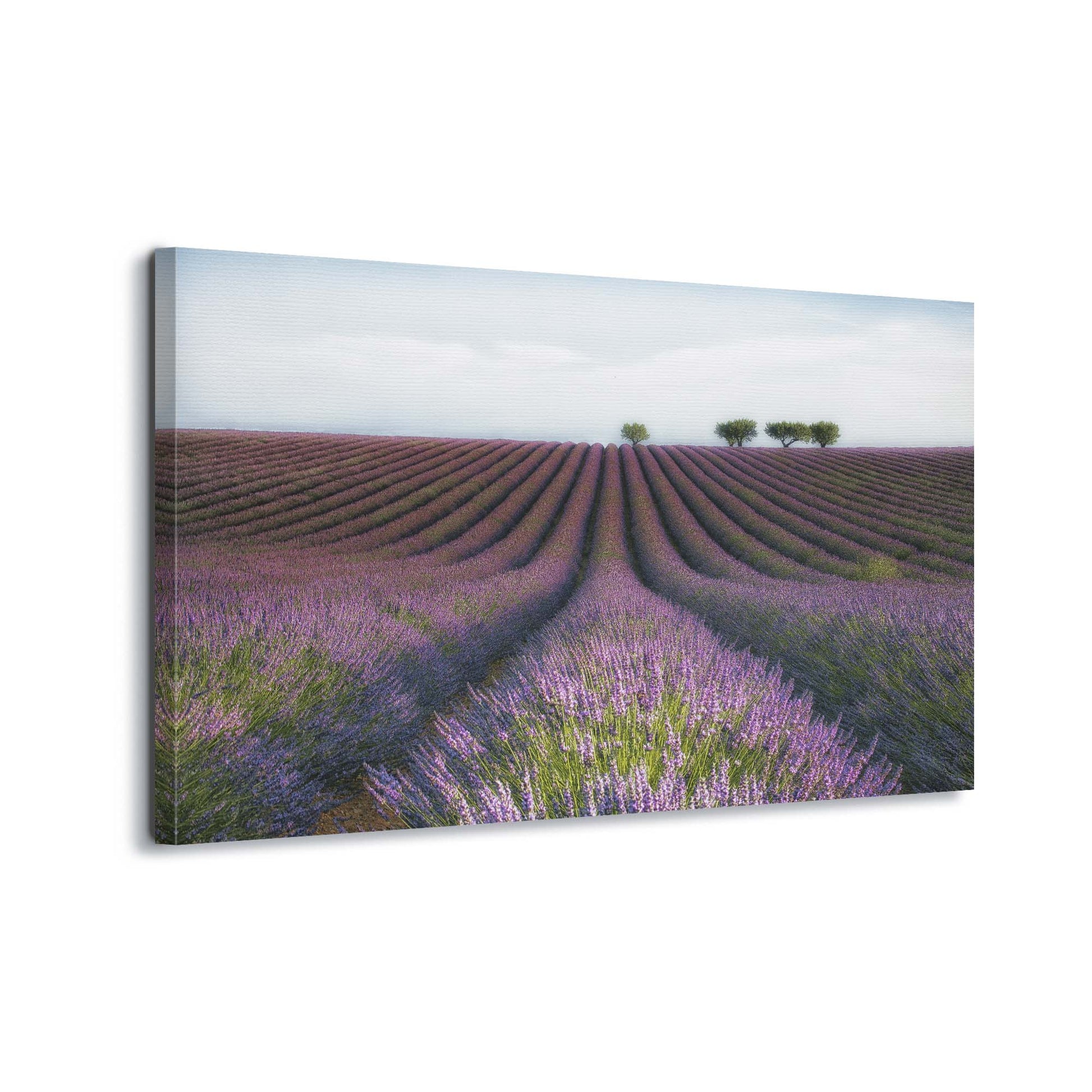 Velours de Lavender by Margarita Chernilova Canvas Print - USTAD HOME