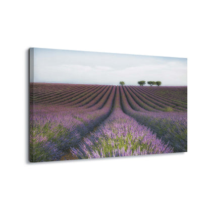 Velours de Lavender by Margarita Chernilova Canvas Print - USTAD HOME