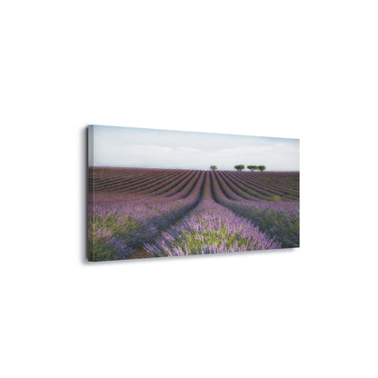 Velours de Lavender by Margarita Chernilova Canvas Print - USTAD HOME