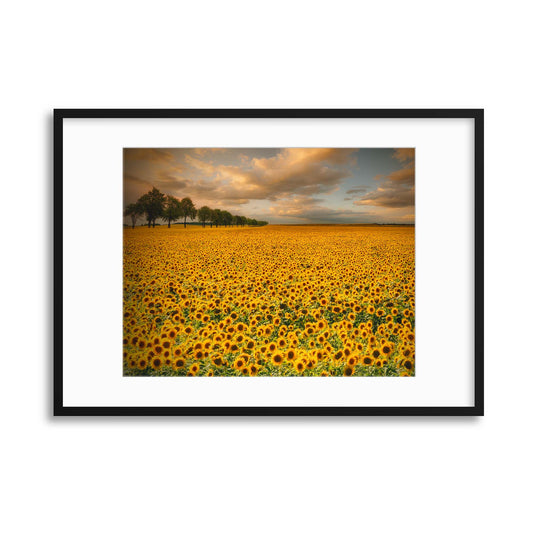 Sunflowers by Piotr Krol Framed Print - USTAD HOME