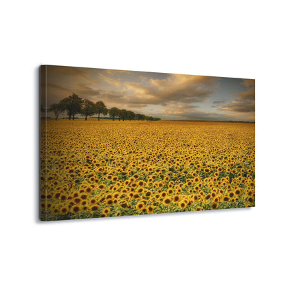 Sunflowers by Piotr Krol Canvas Print - USTAD HOME