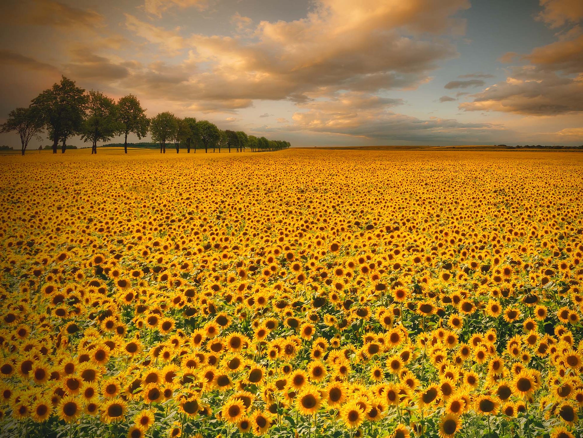 Sunflowers by Piotr Krol Canvas Print - USTAD HOME