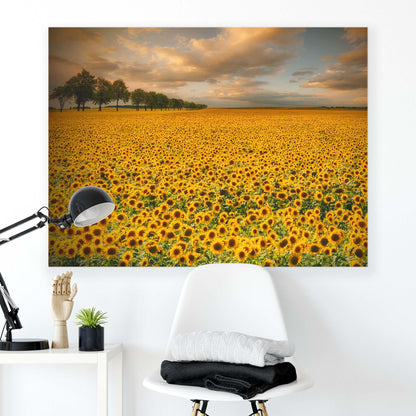 Sunflowers by Piotr Krol Canvas Print - USTAD HOME