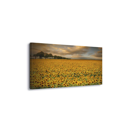 Sunflowers by Piotr Krol Canvas Print - USTAD HOME