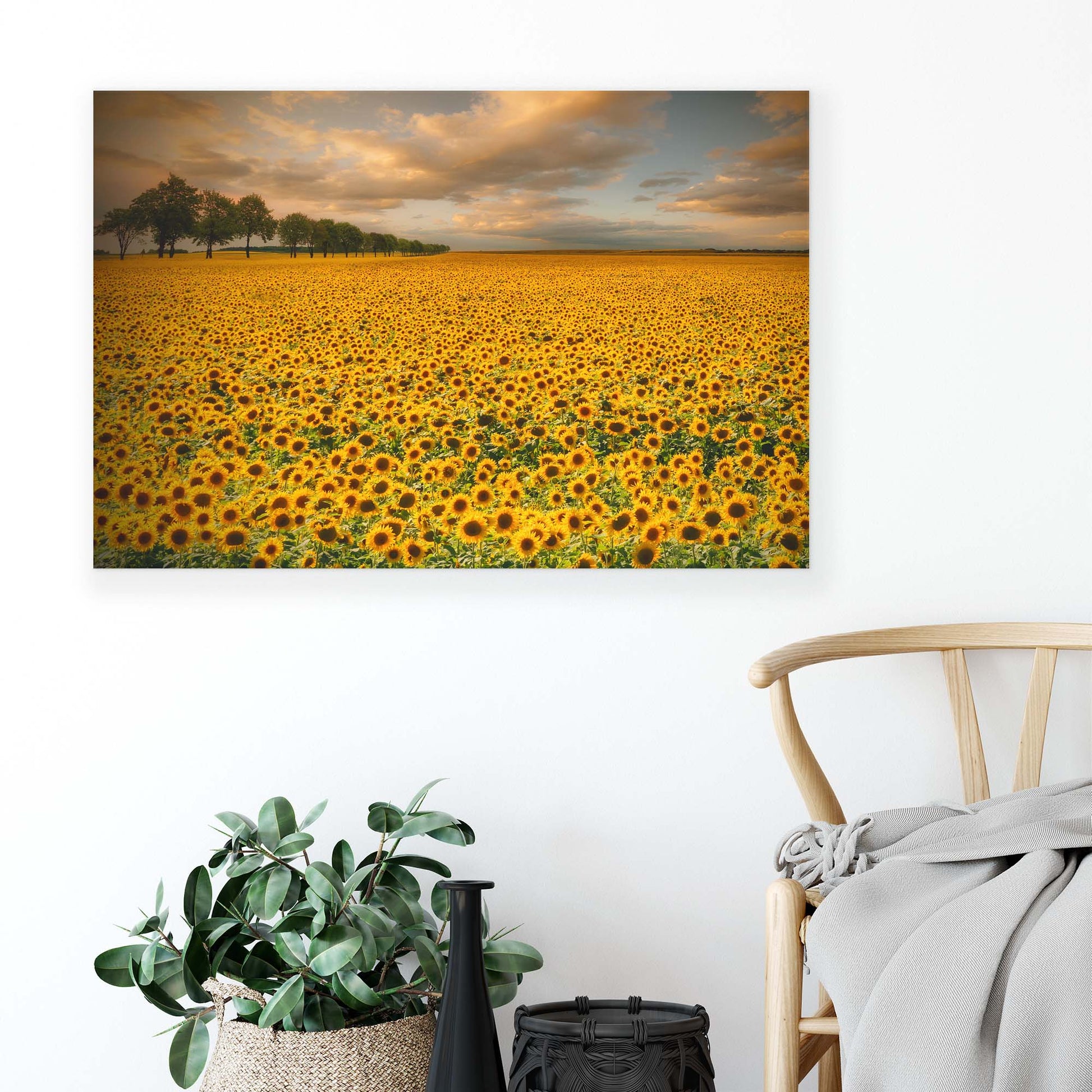 Sunflowers by Piotr Krol Canvas Print - USTAD HOME