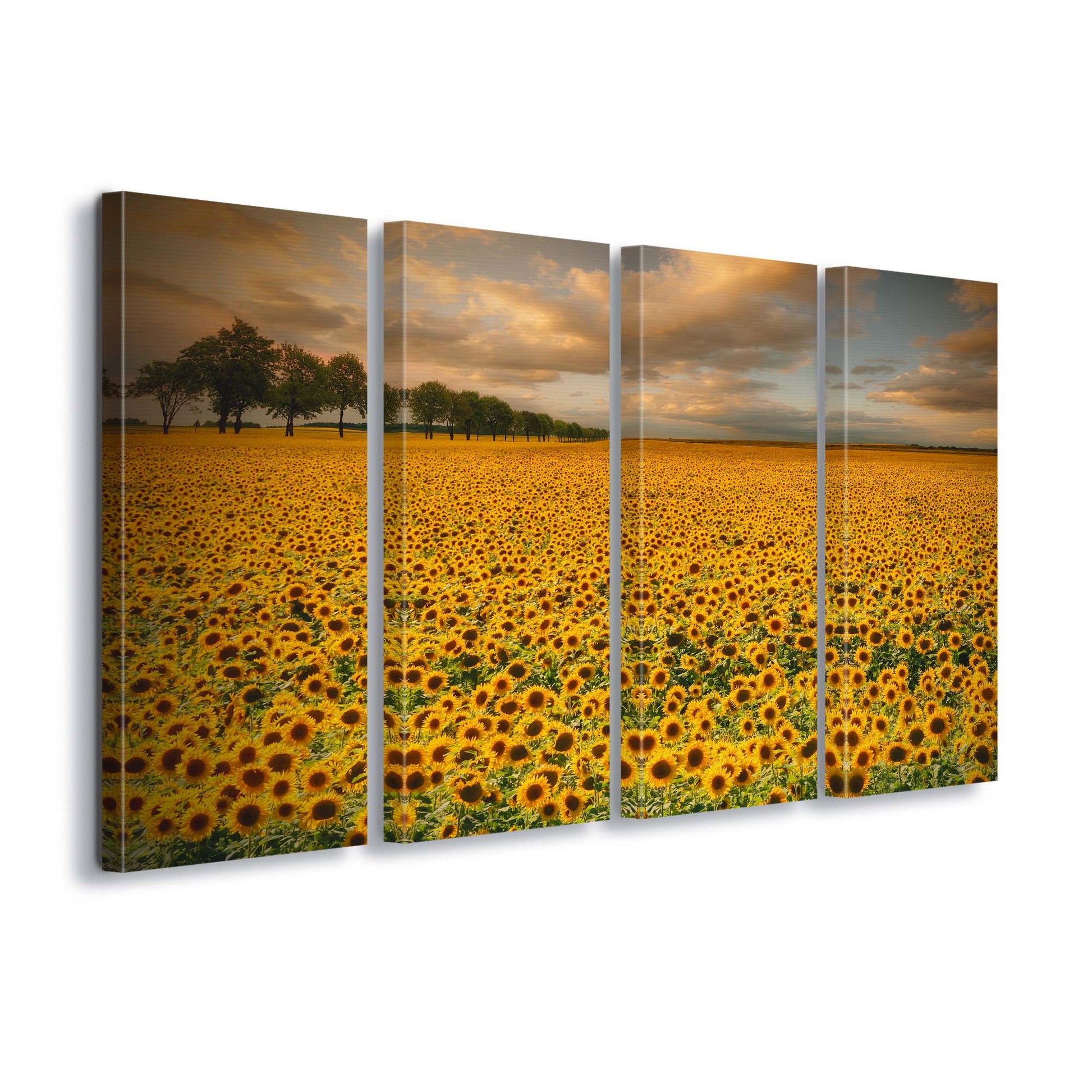 Sunflowers by Piotr Krol Canvas Print - USTAD HOME